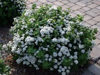 Nyírlevelű gyöngyvessző Tor, Spiraea betulifolia, kont. 2l. 20 cm