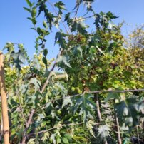 Közönséges nyírfa Dalecarlica, Betula pendula +180 cm, kont. 5I