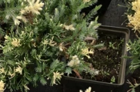 Kínai kúszó boróka Expansa Variegata, Juniperus davurica , kont. 3l