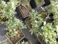 Kínai kúszó boróka Expansa Variegata, Juniperus davurica , kont. 3l