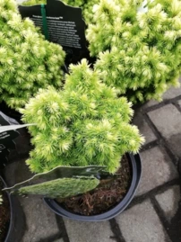 Ezüstfenyő, Dedrofarma Gold, Picea Glauca, kont. 3l, 20-30 cm