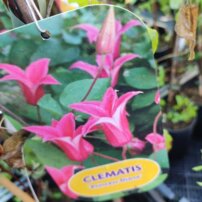 Iszalag Princess Diana, Clematis, kont. 3l