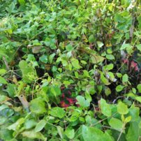 Iszalag Princess Diana, Clematis, kont. 3l