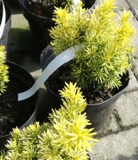 Japán tiszafa Dwarf Bright Gold, Taxus cuspidata, 20 – 30 cm, kont.3l