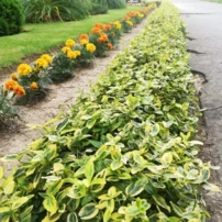 Kúszó Kecskerágó Emerald'n Gold , Euonymus fortunei  15 - 20 cm, kont. 0,75l