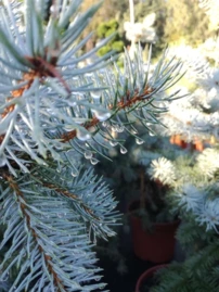 Ezüstfenyő Edith, Picea pungens, 170 - 200 cm, kont. 25l