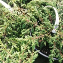 Közönséges boróka Effusa, Juniperus communis 10 - 20 cm, kont. 3l