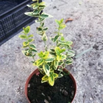 Kúszó Kecskerágó Emerald'n Gold , Euonymus fortunei  15 - 20 cm, kont. 0,75l