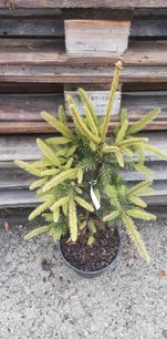 Közönséges lucfenyő Ehrengold , Picea abies 40 - 55 cm, kont. 3l