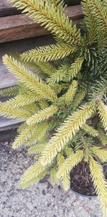 Közönséges lucfenyő Ehrengold , Picea abies 40 - 55 cm, kont. 3l
