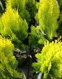 Nyugati tuja Elegantissima, Thuja occidentalis 40 - 60 cm, kont. 3l