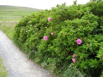 Japán rózsa, Rosa rugosa, 30 – 45 cm, kont. 3l