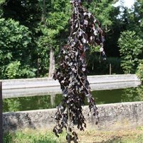 Közönséges bükk Black Swan, Fagus sylvatica 130 - 150 cm, kont. 20l