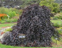 Közönséges bükk Purpurea Pendula,Fagus sylvatica 150 - 170 cm, kont. 5l