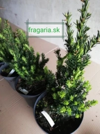 Közönséges tiszafa  Fastigiata Robusta, Taxus baccata 50 - 60 cm, kont. 3l