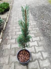 Erdeifenyő Fastigiata, Pinus sylvestris, 30 - 35 cm, kont. 5l