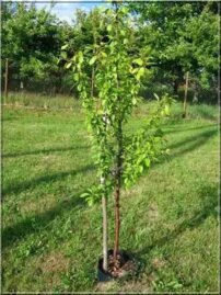 Körte  Favoritka , Pyrus communis 150 - 180 cm, kont. 5 l
