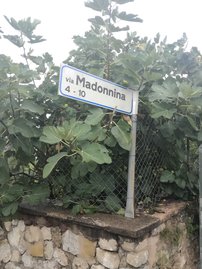 Közönséges füge Brown Turkey, Ficus Carica, 130 – 180 cm, kont. 5l