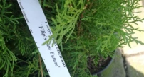 Keleti tuja Filip´s New Future, Platycladus orientalis 30 - 40 cm, kont. 3l