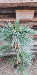 Nevadai cirbolyafenyő Firmament, Pinus flexilis, kont. 3l, 30 – 40 cm
