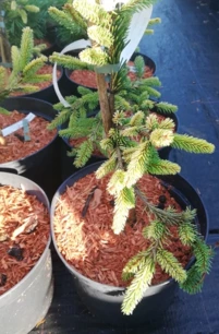 Közönséges lucfenyő Gold Drift, Picea abies 20 - 25 cm, kont. 3l