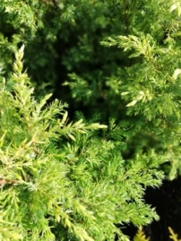 Közönséges boróka Gold Cone, Juniperus communis 20 - 30 cm, kont. 3l