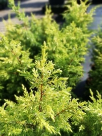 Közönséges boróka Gold Cone, Juniperus communis 20 - 30 cm, kont. 3l