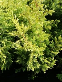 Közönséges boróka Gold Cone, Juniperus communis 20 - 30 cm, kont. 3l