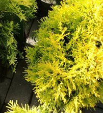 Nyugati tuja Golden Anne, Thuja occidentalis 40 - 50 cm, kont. 3l