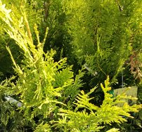 Nyugati tuja Golden Brabant, Thuja occidentalis, 60 - 70 cm, kont. 3l