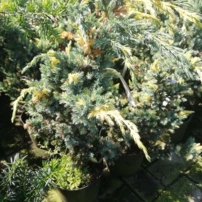 Nepáli boróka Golden Flame, Juniperus squamata 30 - 40 cm, kont. 3l