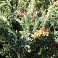 Nepáli boróka Golden Flame, Juniperus squamata 30 - 40 cm, kont. 3l