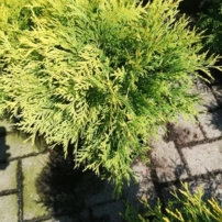 Nyugati tuja Golden Globe, Thuja occidentalis 40 - 50 cm, kont. 3l