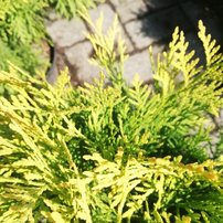 Nyugati tuja Golden Globe, Thuja occidentalis 40 - 50 cm, kont. 3l