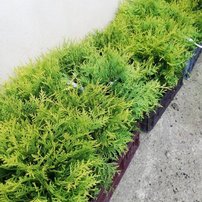 Nyugati tuja Golden Globe, Thuja occidentalis 40 - 50 cm, kont. 3l