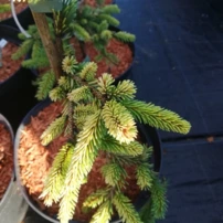 Közönséges lucfenyő Gold Drift, Picea abies 20 - 25 cm, kont. 3l