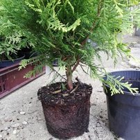 Nyugati tuja Golden Globe, Thuja occidentalis 40 - 50 cm, kont. 3l