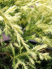 Kínai Boróka Gold Star, Juniperus chinensis x pfitzeriana, kont. 20l, törzsek 90 - 100 cm