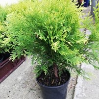 Nyugati tuja Golden Globe, Thuja occidentalis 40 - 50 cm, kont. 3l