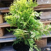 Nyugati tuja Golden Globe, Thuja occidentalis 40 - 50 cm, kont. 3l