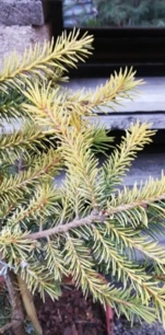 Szerb lucfenyő Golden Rain, Picea omorika 30 - 40 cm, kont. 3l