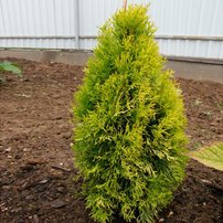 Nyugati tuja Golden Anne, Thuja occidentalis 40 - 50 cm, kont. 3l