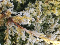 Kínai Boróka Goldfern, Juniperus chinensis 20 - 30 cm, kont. 3l