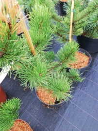 Balkáni páncélfenyő Green Giant, Pinus heldreichii 30 - 40 cm, kont. 3l