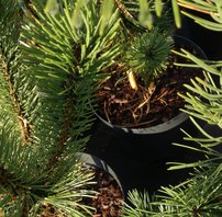 Balkáni páncélfenyő Green Giant, Pinus heldreichii 30 - 40 cm, kont. 3l