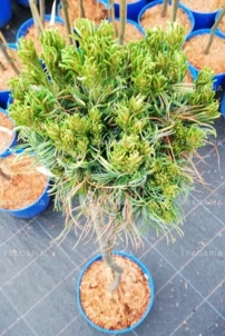 Simafenyő  Green Twist , Pinus strobus, kont. C5, 40 cm