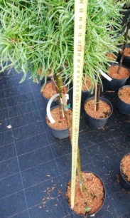 Simafenyő Green Twist , Pinus strobus, kont. C5, 40 - 80 cm