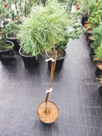 Simafenyő  Green Twist , Pinus strobus, kont. C5, 40 cm