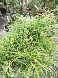 Simafenyő  Green Twist , Pinus strobus, kont. C5, 40 cm