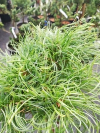 Simafenyő Green Twist , Pinus strobus, kont. C5, 40 - 80 cm
